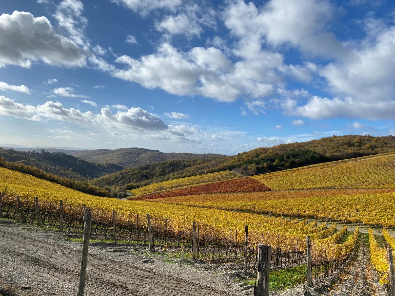Vigneti al tramonto